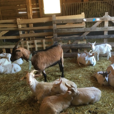 Na dva dny farmářem na Farmě Košík
