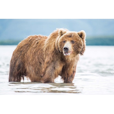 DIMEX ART Флизелинов фототапет мечка в река 375 x 250 см