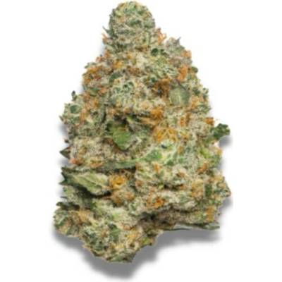 Growers Choice Apple Fritter AUTO semena neobsahují THC 5 ks