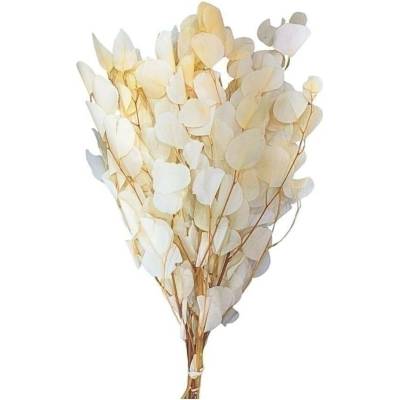 PRESERVED EUCALYPTUS POPULUS ROUND LEAF FOLIAGE BLEACHED SLEEVE ( 150 g )