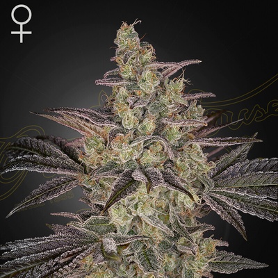 Green House Seed Frosted Guava Auto semienka neobsahujú THC 1 ks
