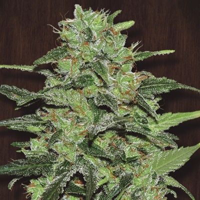 Ace Seeds Malawi regular semienka neobsahujú THC 10 ks