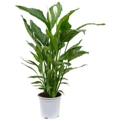 Lopatkovec, Spathiphyllum, průměr květináče 21 cm