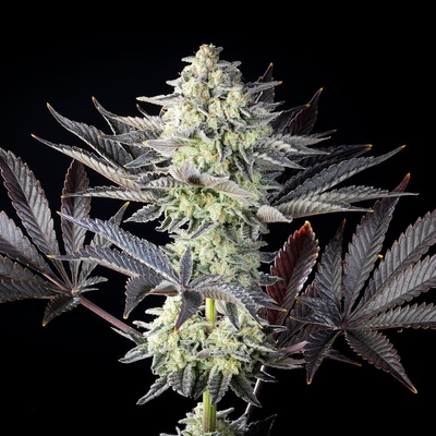 Kannabia Seeds Zoap Rosé semena neobsahují THC 3 ks