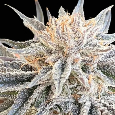 Seedsman Alaskan Do-Si-Dos semienka neobsahujú THC 100 ks