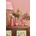 Rice Декоративна ваза Rice Red (CEVAS.HANR)