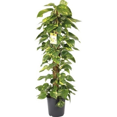 Šplhavnica, šplhavník FloraSelf Scindapsus aureum výška cca 120 cm kvetináč Ø 24 cm