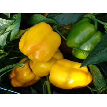 Paprika Garnet F1 - Capsicum annuum - Semiačka - 10 ks