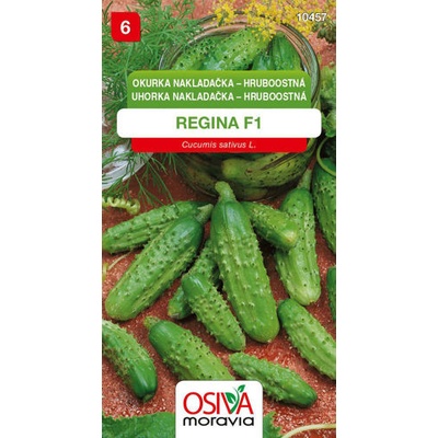 Okurka nakladačka hruboostná Regina F1 1 g