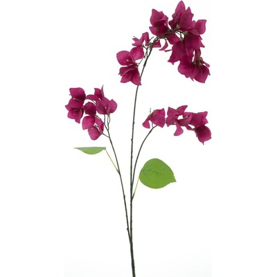 Bugenvilea 'Ibiza' červená (beauty) V102 cm