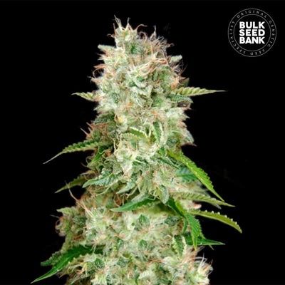 Bulk Seed Bank Auto Cheese semienka neobsahujú THC 100 ks