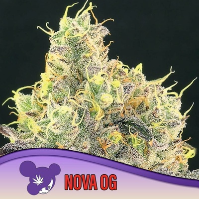 Anesia Seeds Nova OG semena neobsahují THC 10 ks