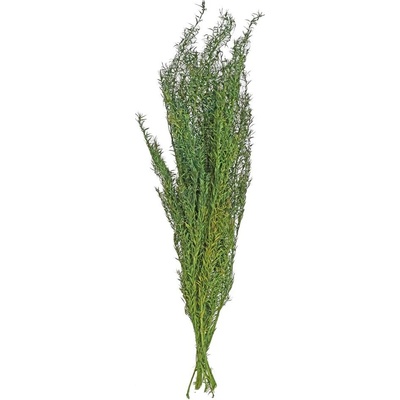 ASPARAGUS SUŠINA ZELENÝ