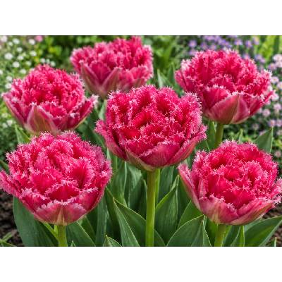 Tulipán 'Wind of Change' 5 ks