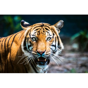 DIMEX ART s. r. o Флизелинов фототапет малайзийски тигър 375 x 250 см