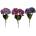 KYTICA HYDRANGEA MIX/3F