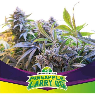 BSF Seeds Pineapple Larry OG semena neobsahují THC 100 ks