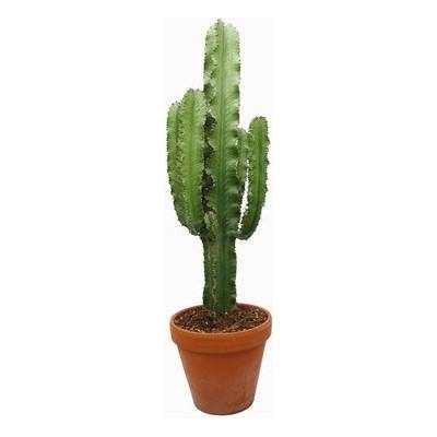 Euphorbia abyssinica Eritrea 23x85 cm