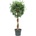 Ficus microcarpa Nitida stem braided 34x125 cm