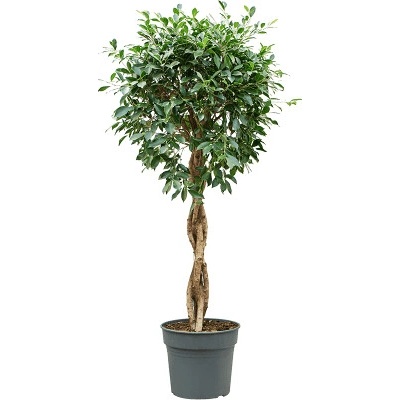 Ficus microcarpa Nitida stem braided 34x125 cm