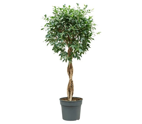 Ficus microcarpa Nitida stem braided 34x125 cm