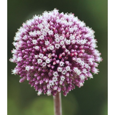 Česnek Summer Drummer Allium cibule česneků 3 ks