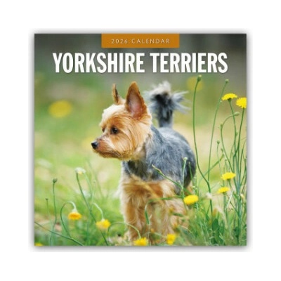 Yorkshire Terriers Yorkshire Terrier 16 Monats 2026