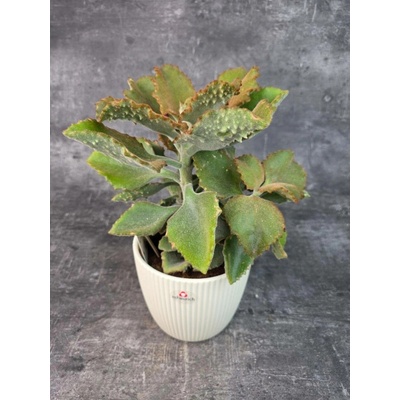 Kalanchoe Beharensis 14 cm (chlupaté kalanchoe)
