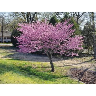 Judášovec strukový (Cercis Siliquastrum) - výška 30-40 cm, kont. C2L