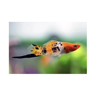 Mečovka Koi Tricolor, 4,0 cm