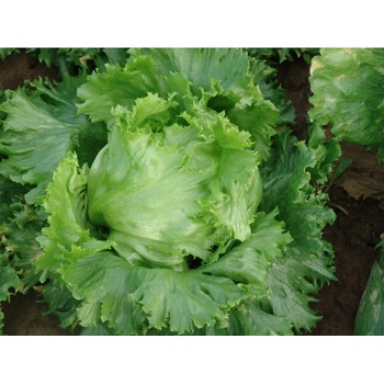 Šalát hlávkový ľadový Traper - Lactuca sativa L. - predaj semien šalátu - 250 ks