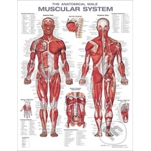 The Anatomical Male Muscular System Anatomical Chart - Wolters Kluwer Health