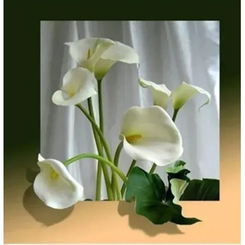 Image 1 of Бели кали 30/40 см