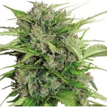 Serious Seeds Auto AK-47 semena neobsahují THC 6 ks
