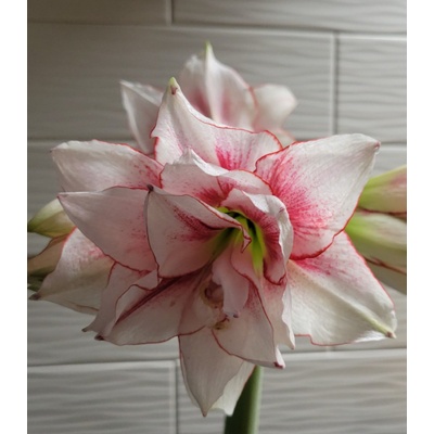 Hvězdník Elvas plnokvětý Hippeastrum cibule hvězdníků 1 ks