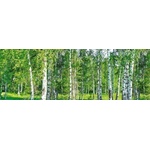 DIMEX ART Фототапет за кухня - брезова горичка 180 x 60 см