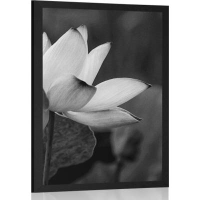 Plakát jemný lotosový květ v černobílém provedení - 40x60 silver