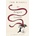 The Penguin Lessons - Tom Michell