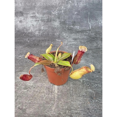 Láčkovka Nepenthes 8 cm (Masožravá rostlina)