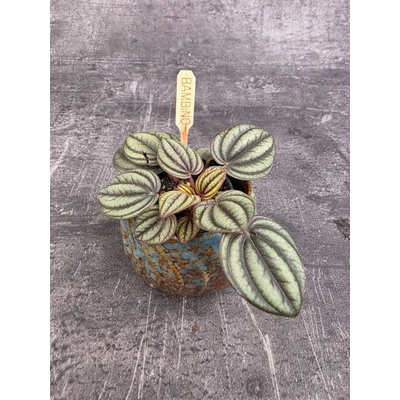 Peperomia Piccolo mini