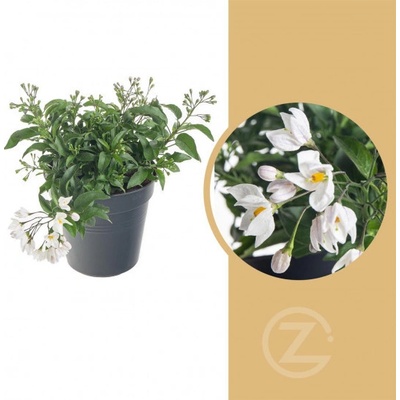 Jasmínokvětý lilek, Solanum jasminoides, bílý, průměr květináče 10 - 12 cm