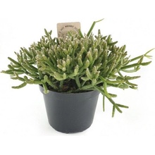 Věšák, Rhipsalis burchelli, Průměr květináče 10 - 12 cm