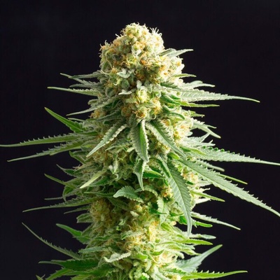 Kannabia Seeds Kritikal-K semienka neobsahujú THC 10 ks
