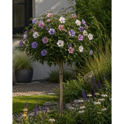 Ibištek sýrsky (Hibiscus syriacus) ´TRICOLOR´ – výška 100-120 cm, kont. C5L - NA KMIENKU
