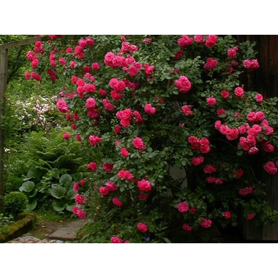 Ruža popínavá Rosso, výška 150-180 cm, kvetináč 5 l