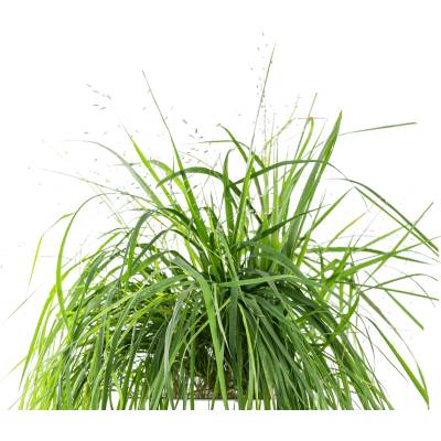 Veritable Вложка за семена Lingot декоративни растения lovegrass (VLIN-D5-Her068)