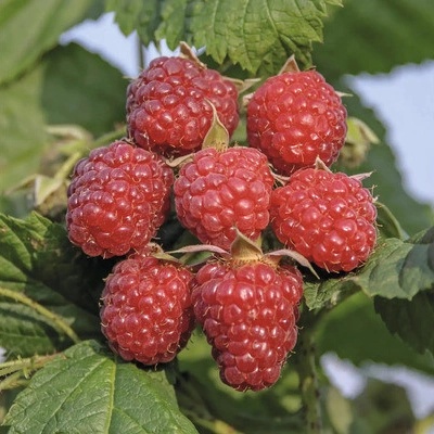 Malina podzimní BIO FloraSelf Bio Rubus idaeus 'Heritage' výška cca 30 cm květináč 2 l