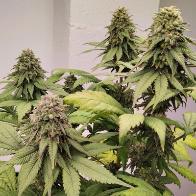 Ace Seeds Kashmir regular semienka neobsahujú THC 5 ks
