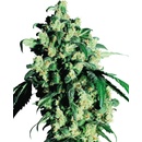 Sensi Seeds Super Skunk semena neobsahují THC 3 ks