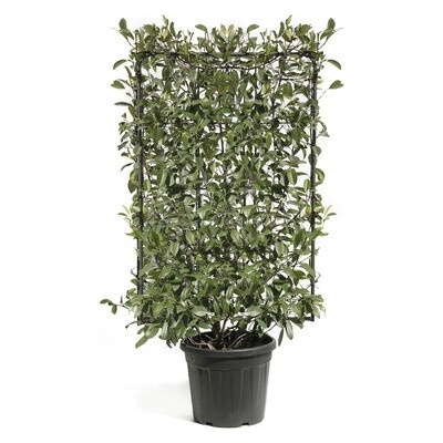 Blýskavka FloraSelf Photinia x fraseri 'Red Robin' mreža 120 x 80 cm kvetináč 30